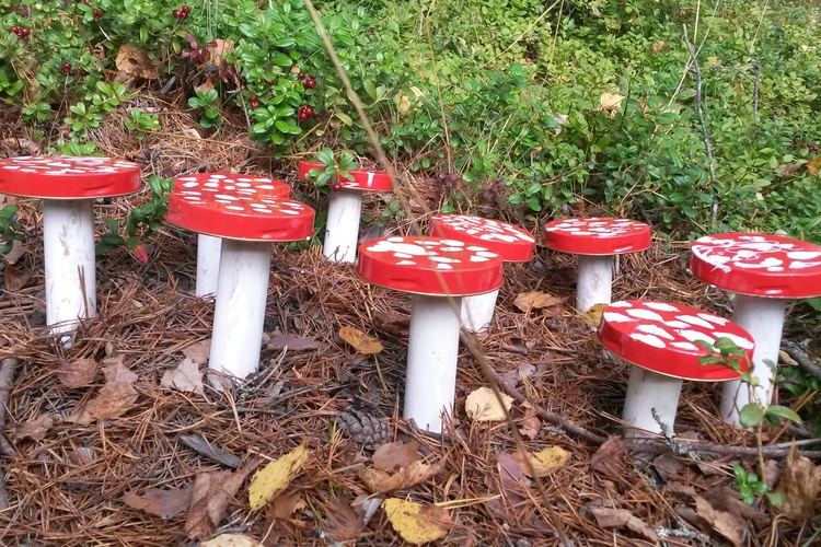 Sieniä metsässä