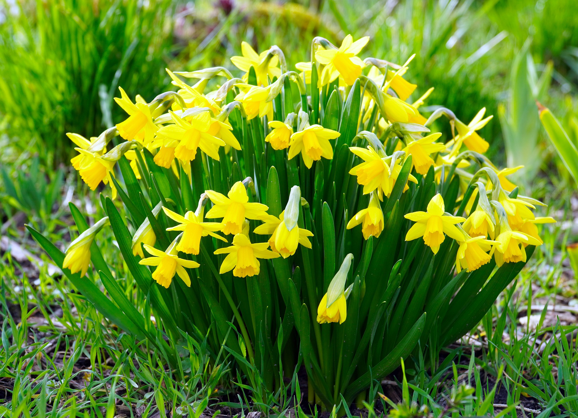 daffodils-4912672_1920.jpg