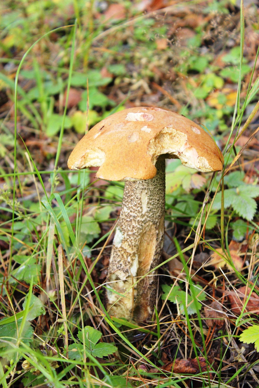 Luontokerho Erävekarat