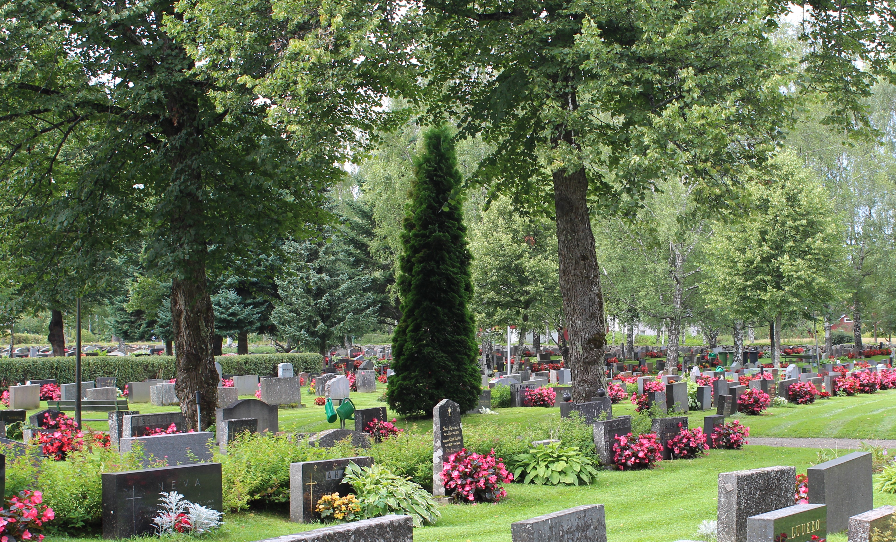 Kuva kukkivasta ja vehreästä hautausmaasta. 