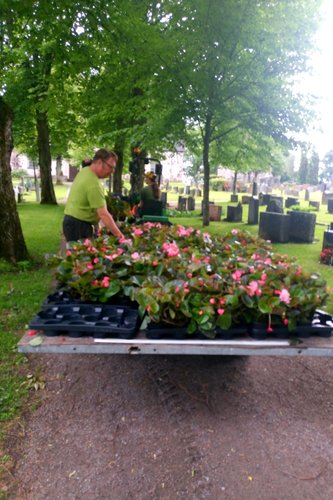 Kesäkukat peräkärryssä odottamassa istutusta