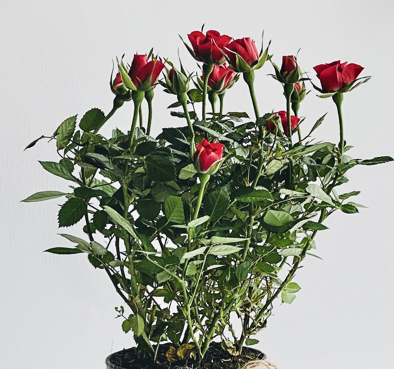 roses-5764720_1920.jpg